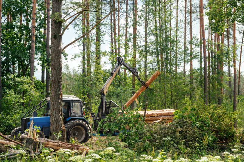 Pine Tree Clearing in Houston, TX