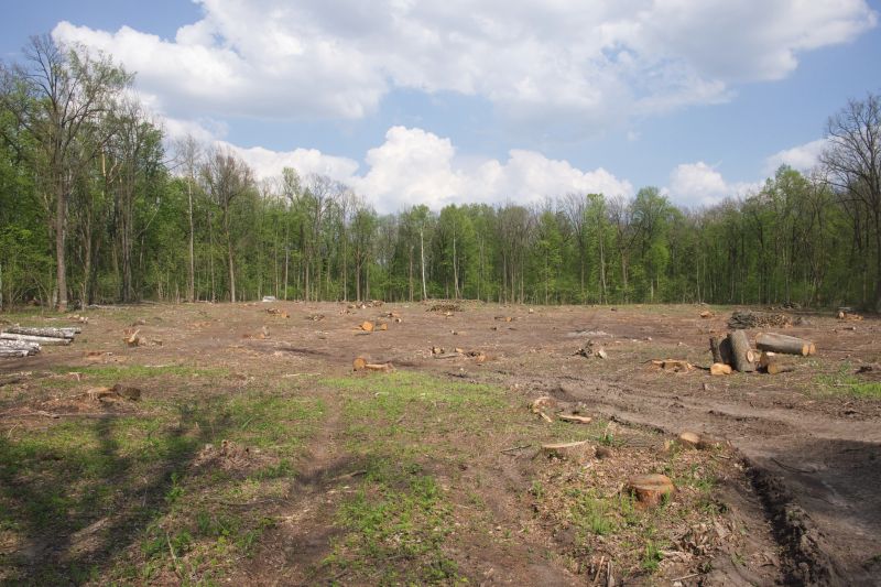 Thicket Clearing in Houston, TX